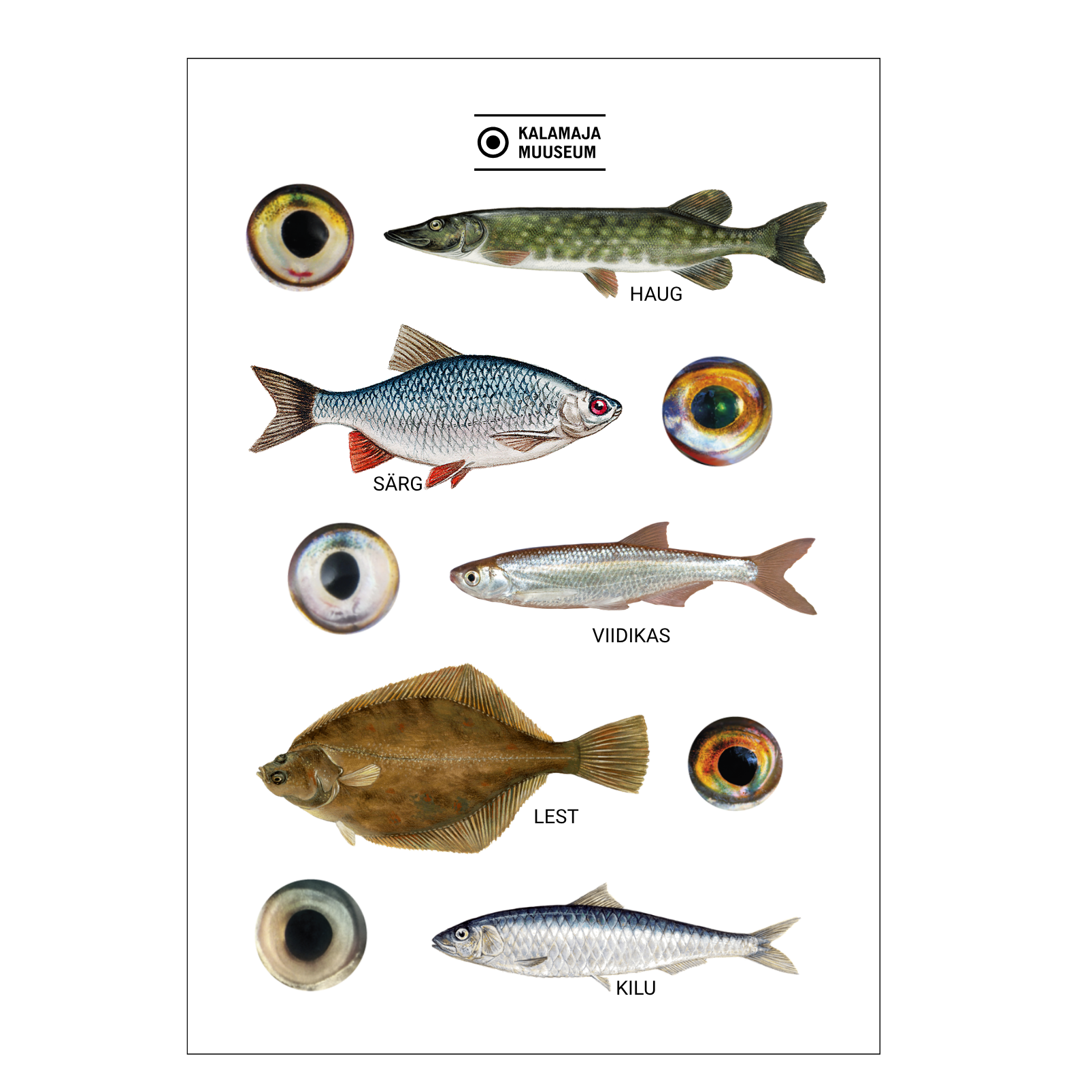 Kalamaja Muuseumi kleepsuleht