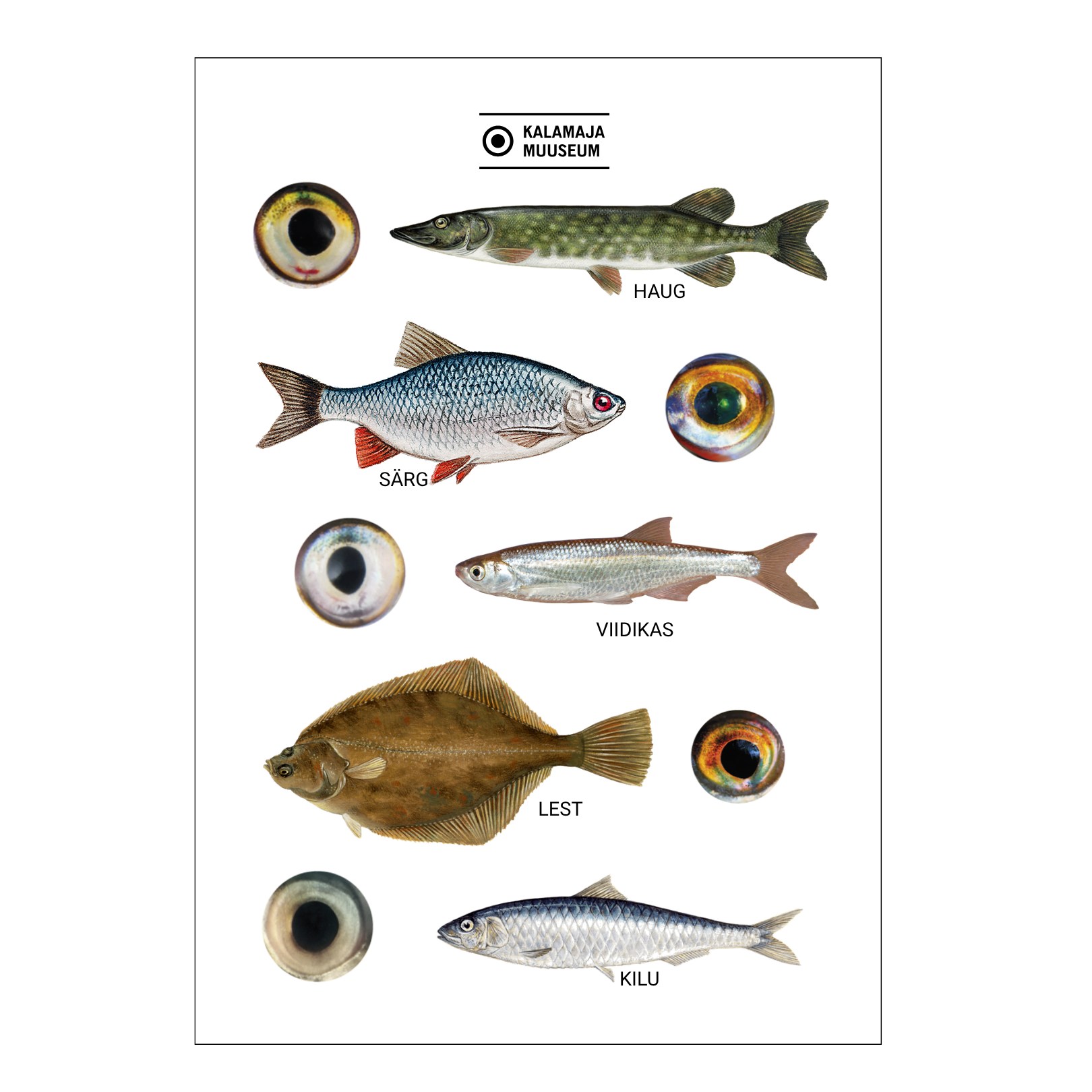 Kalamaja muuseum kleepsuleht